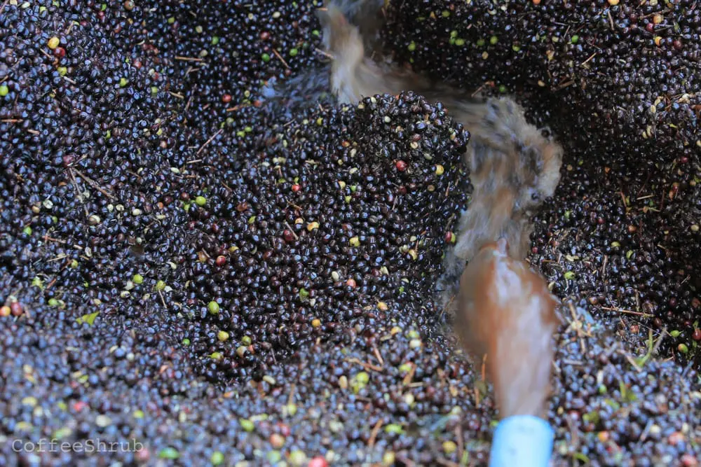 شست‌وشوی گیلاس‌های قهوه در مرحله‌ی جداسازی دانه‌های معیوب و نارس. جریان آب در حال عبور از میان گیلاس‌های قهوه، آن‌ها را تمیز کرده و فرآیند جداسازی را تسهیل می‌کند. این مرحله تأثیر زیادی بر یکنواختی چگالی دانه‌های قهوه دارد.